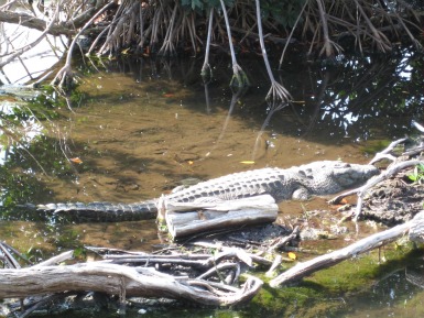 NATURE: I Thought Crocodiles Were Tough Until I Saw This!